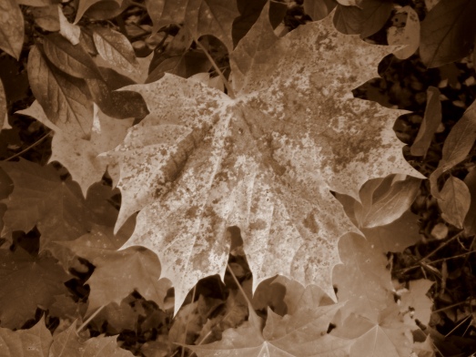 autumn_Leaves_brown_sepia